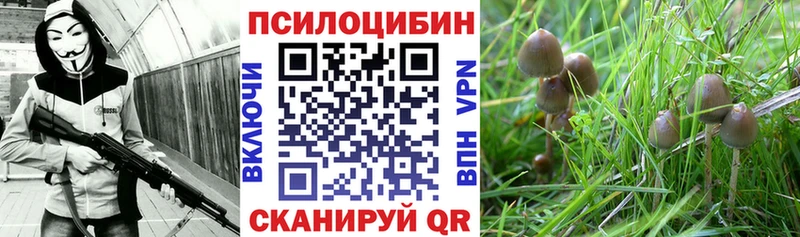 Псилоцибиновые грибы Psilocybe Снежногорск